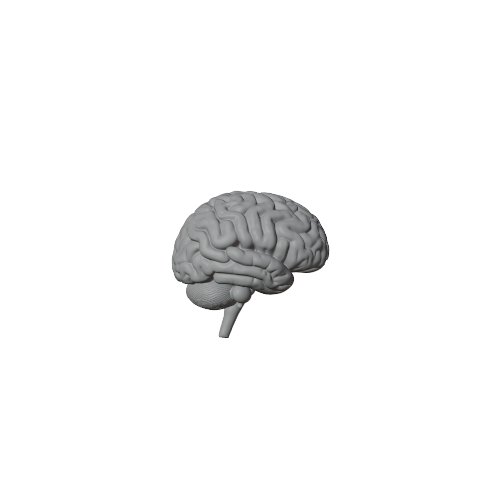 The Brain