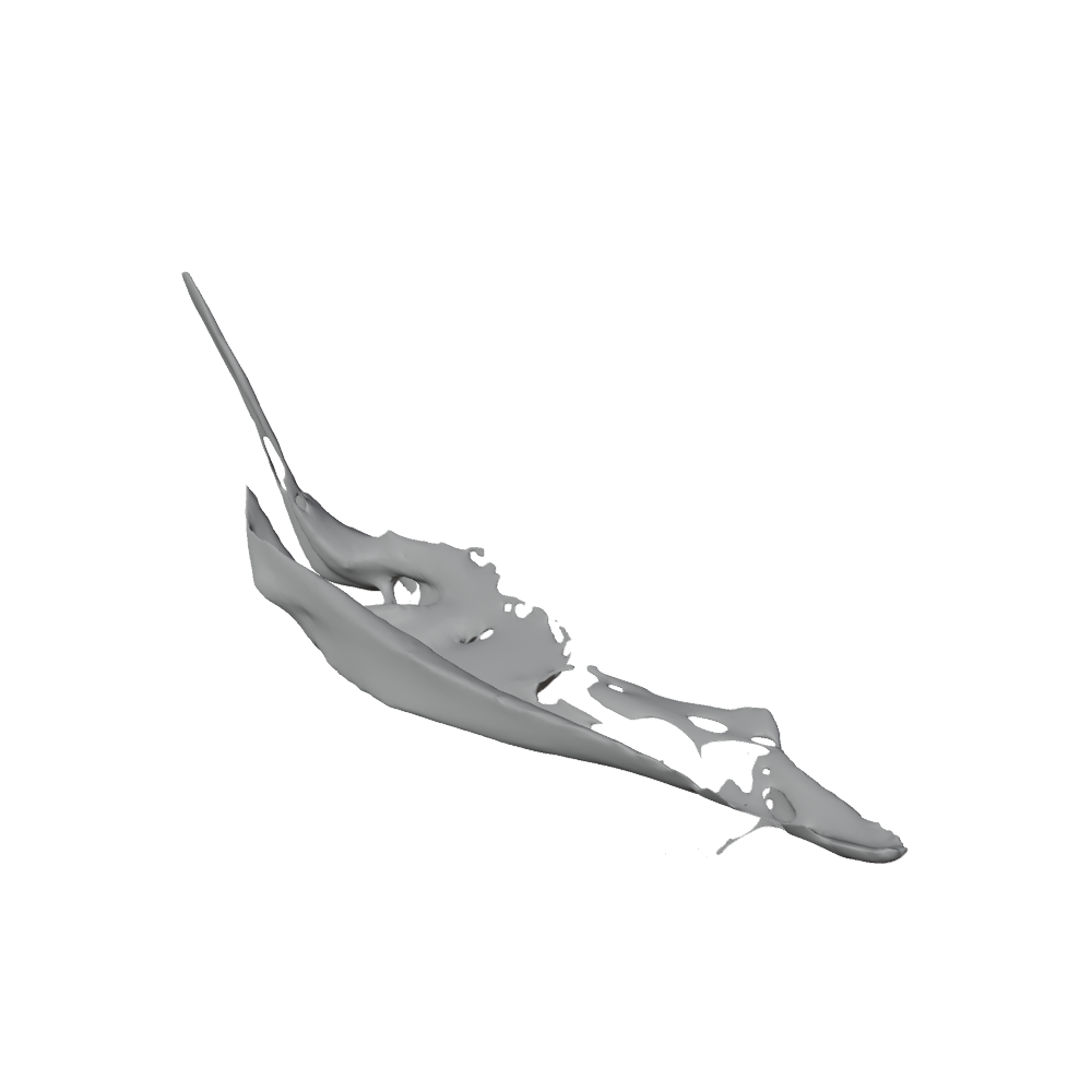 The Boat
