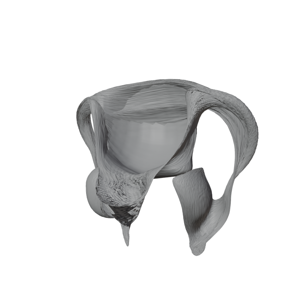 The Uterus
