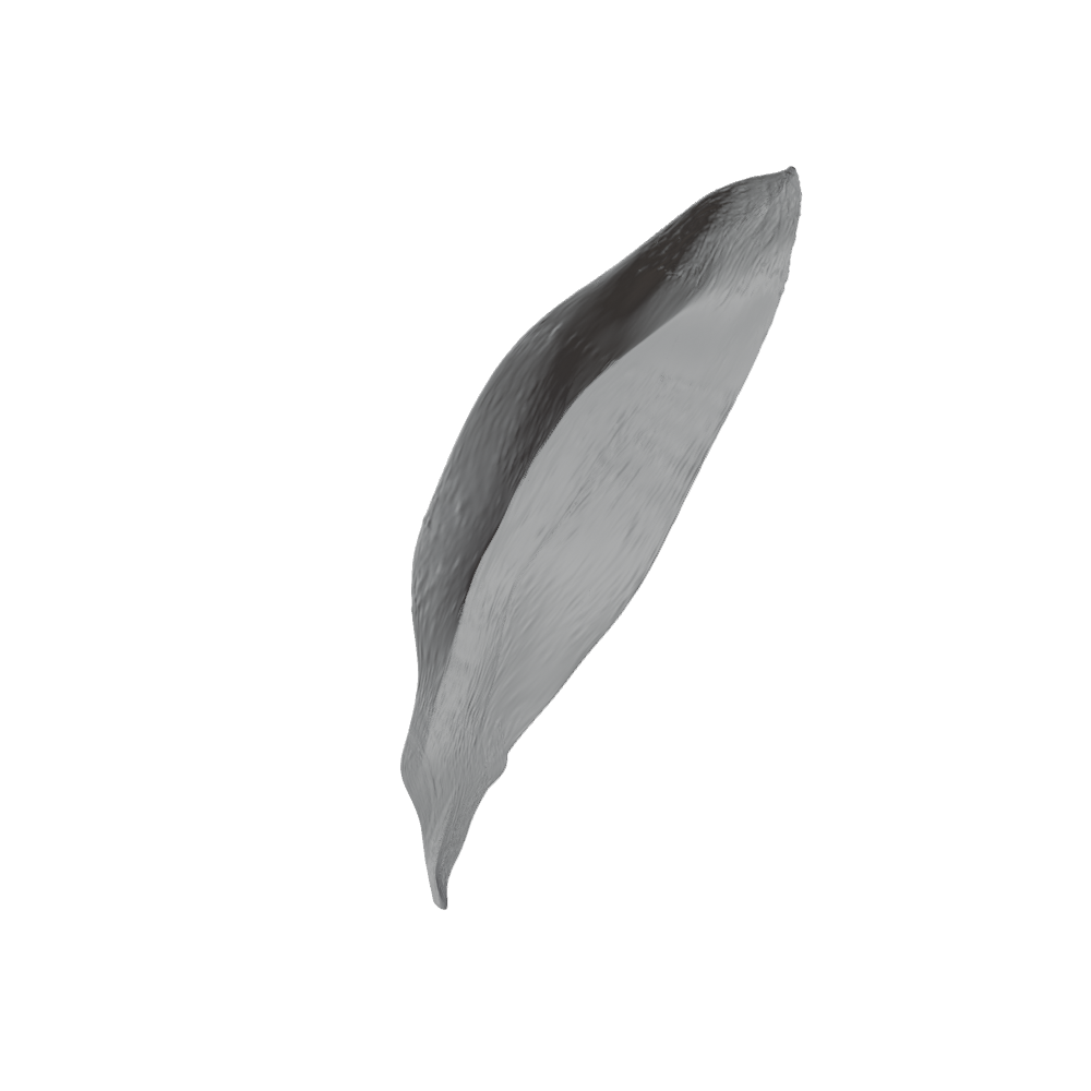 The Feather